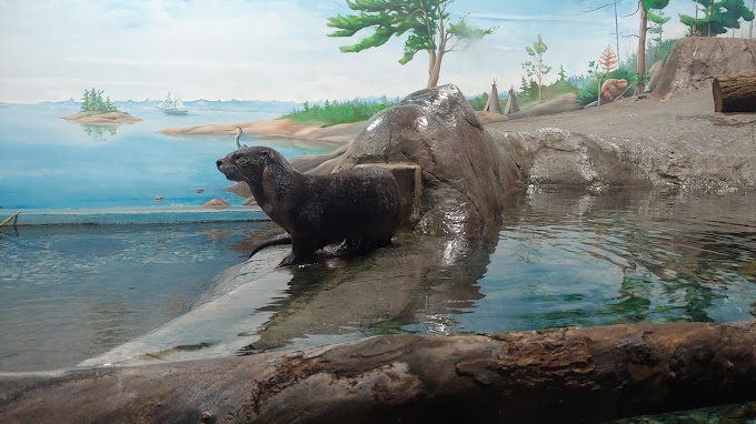 Aquatarium | River Otter