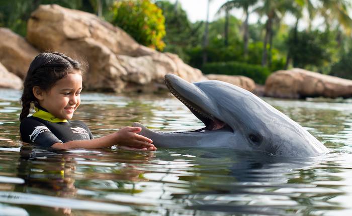 discovery cove orlando girl with dolphin