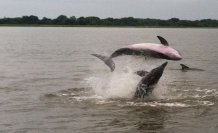 captain mikes dolphin tours tybee island