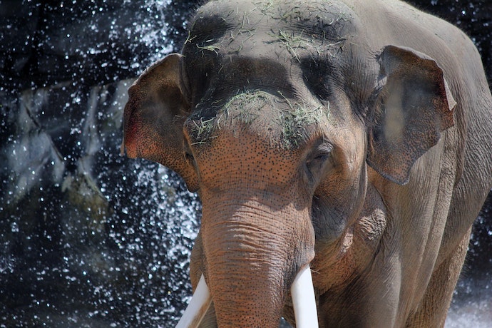 An elephant at LA Zoo