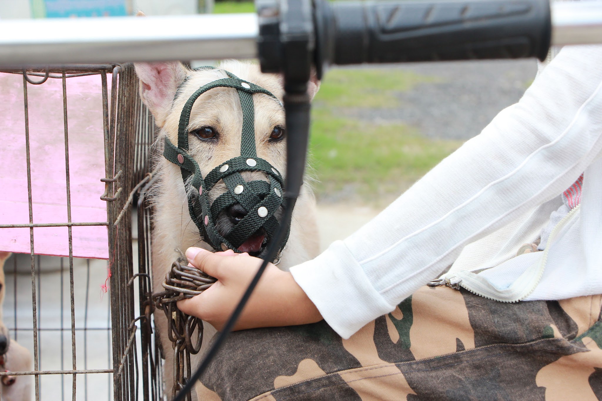 muzzled dog