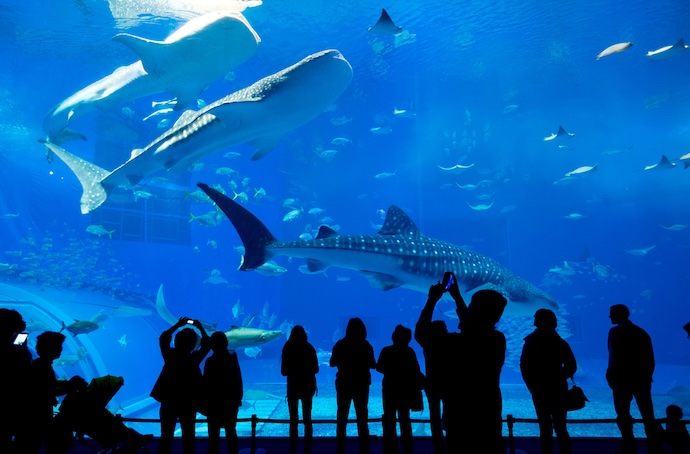 Aquarium visit large sharks