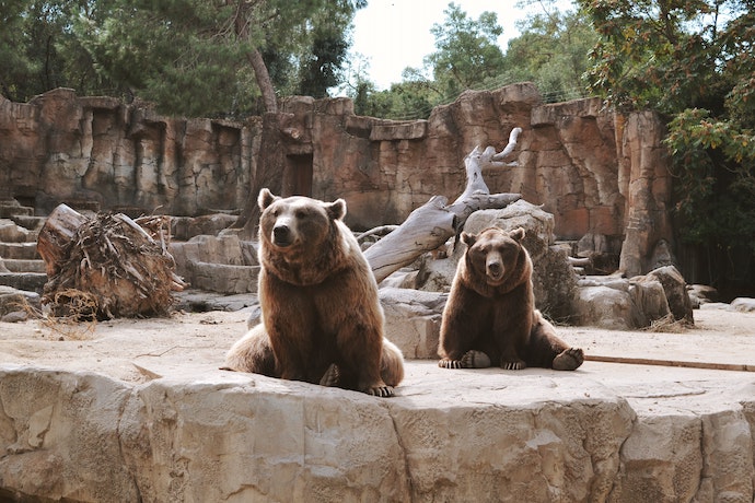 Bears At Saint Louis Zoo