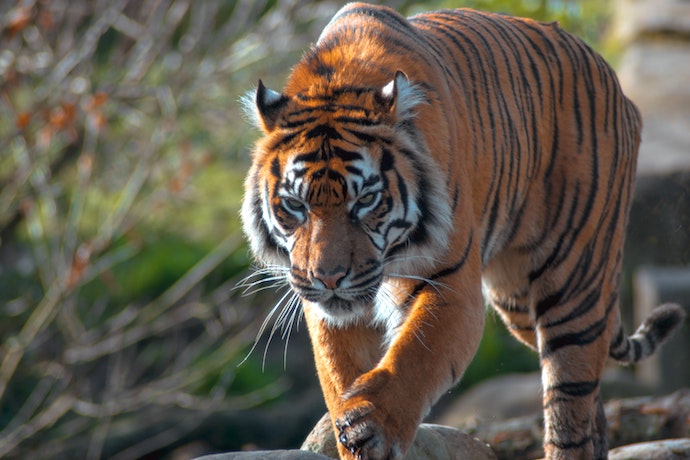 a tiger at chester zoo