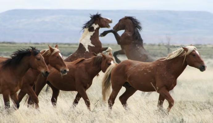 Our Top 9 Fun Things To Do With The Kids In Cody
