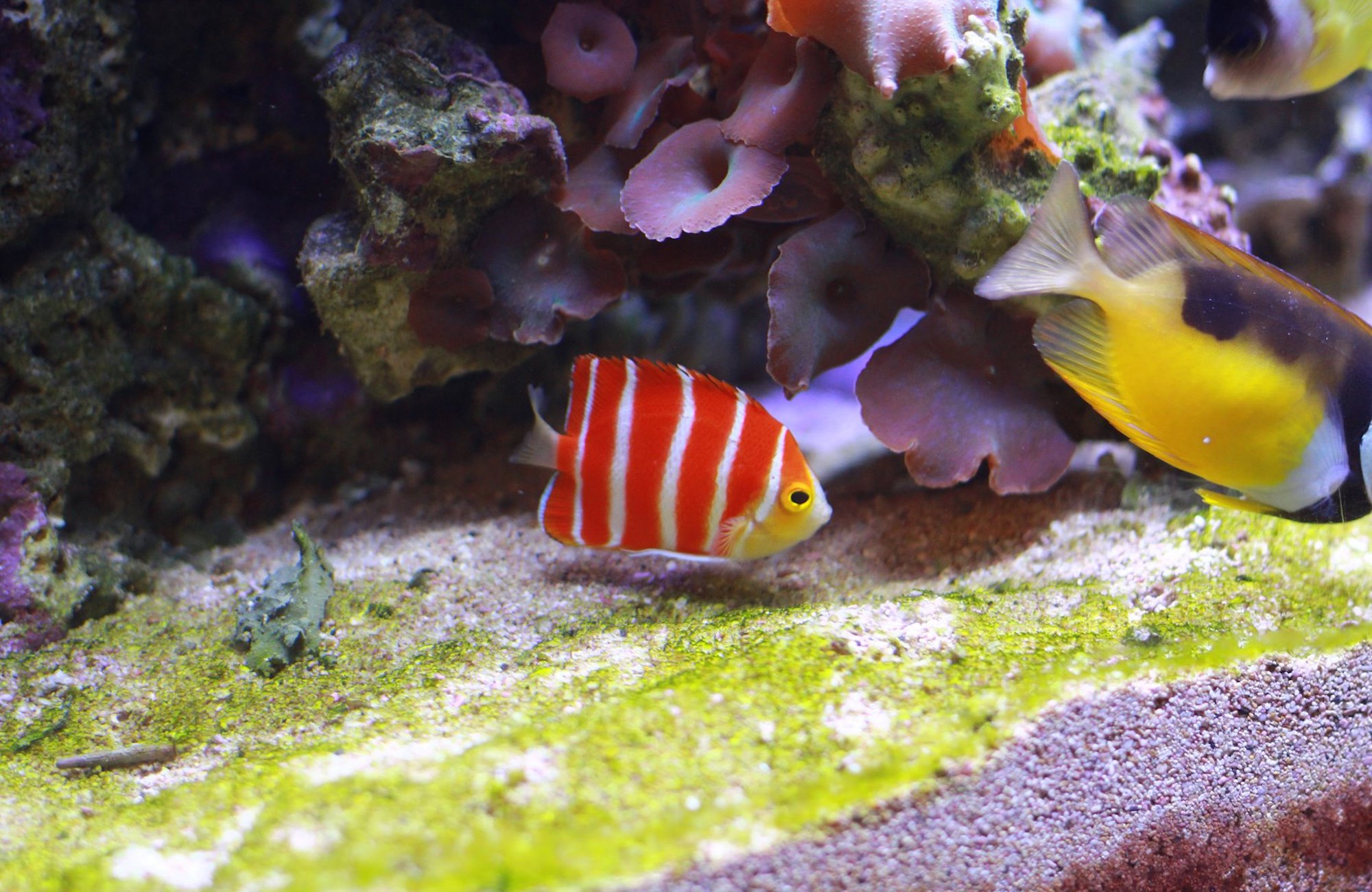 Waikiki aquarium 
