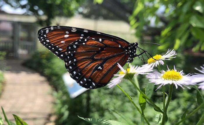 danville science center butterfly