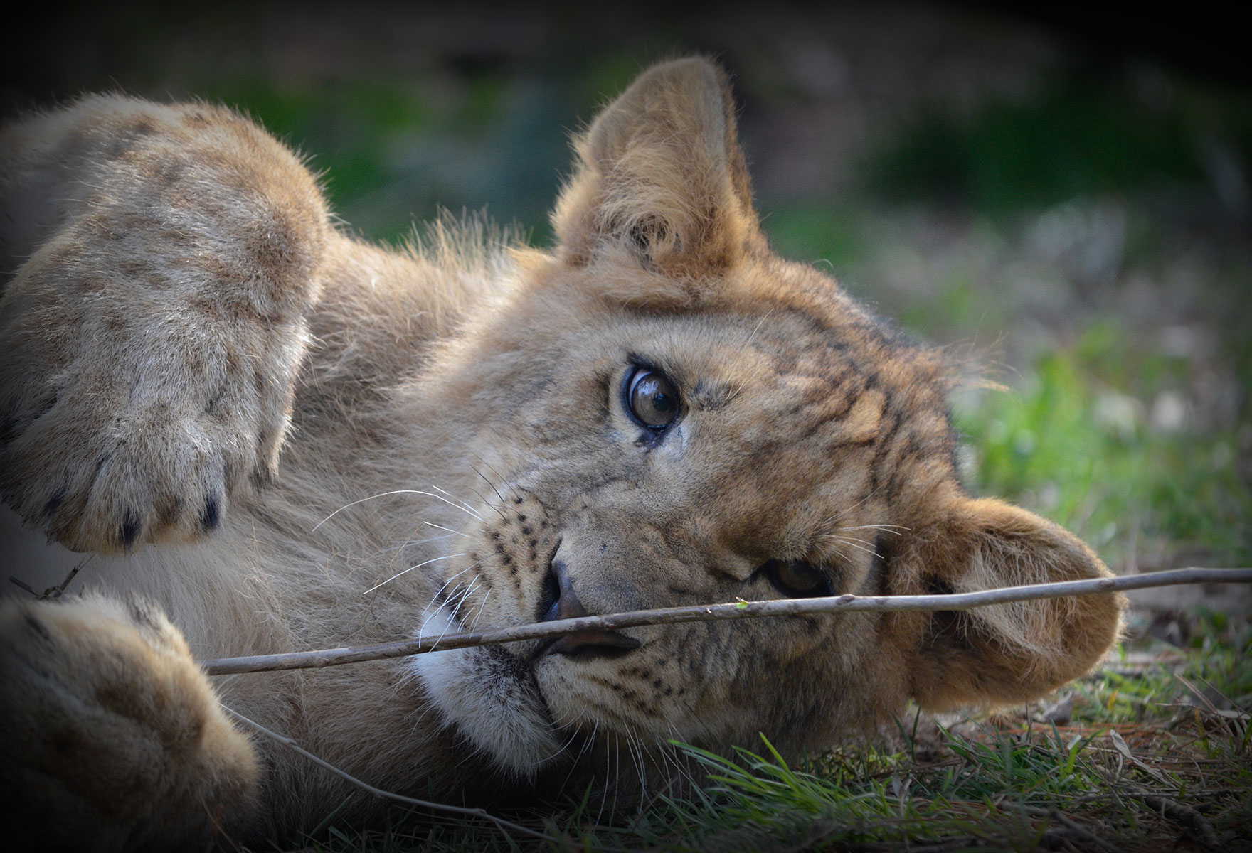 lion-cub-killmanzoo