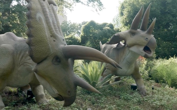 triceratops