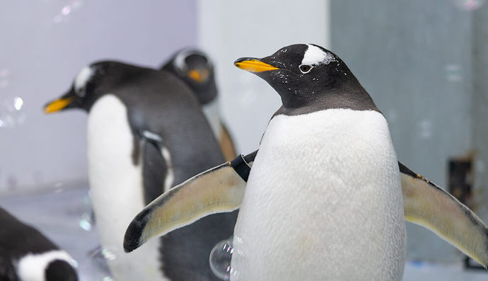 Our Top 9 Fun Things To Do With The Kids In Salt Lake City!