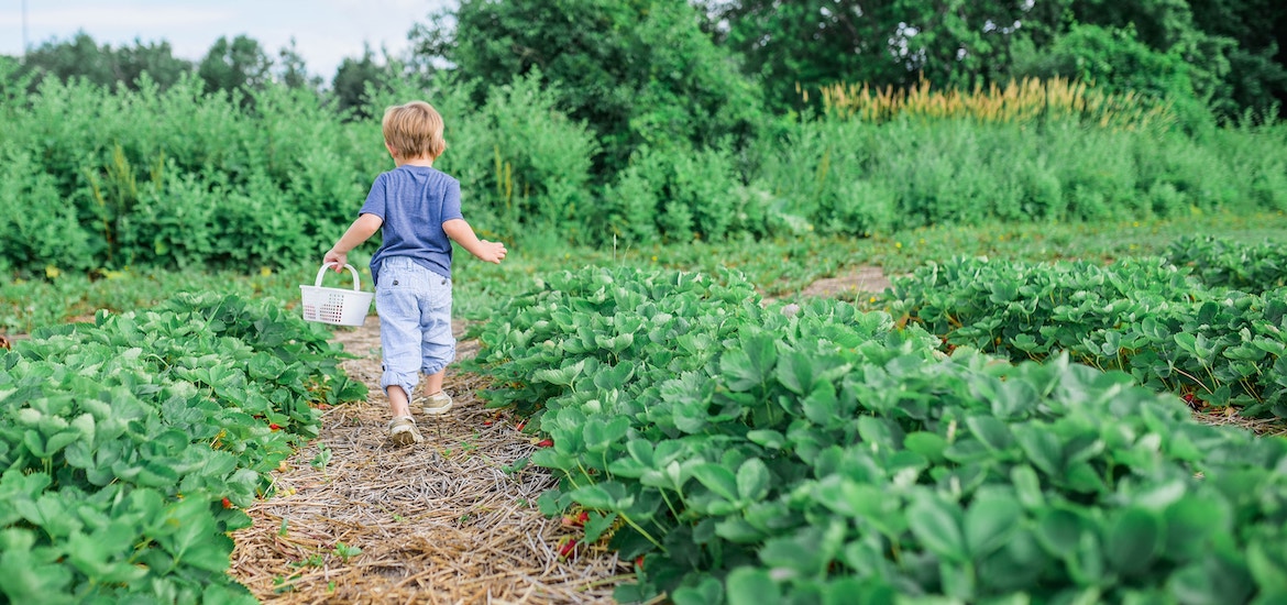 A toddler gardening