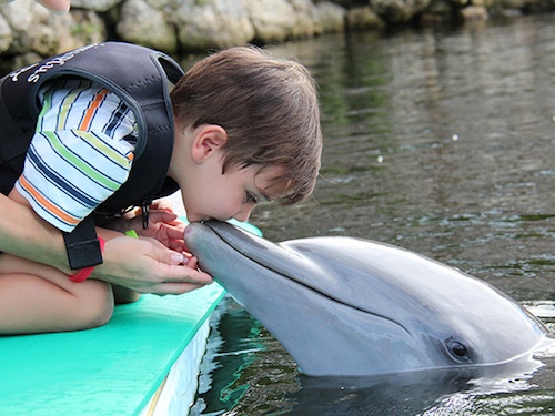  dolphins plus