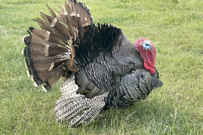 Turkey at Lost Gardens Of Heligan
