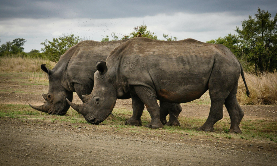 Rhinos in wild