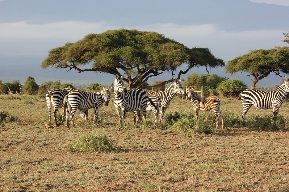 https://pixabay.com/photos/safari-kenya-masai-mara-zebras-2833277/