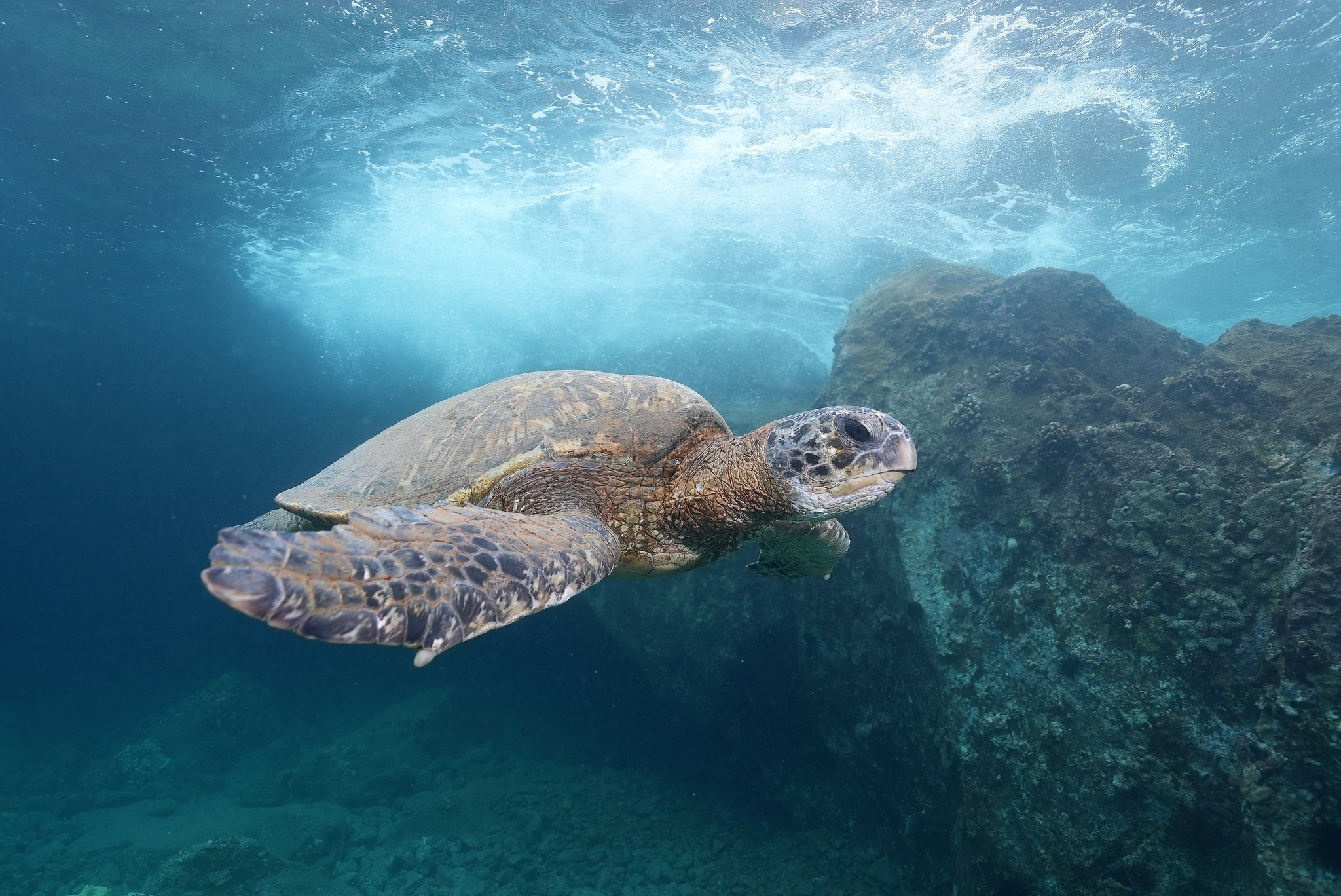 Hawaiian green sea turtle underwater