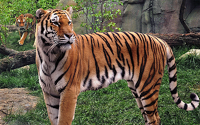 Top 9 Things To Do in Indianapolis with Kids