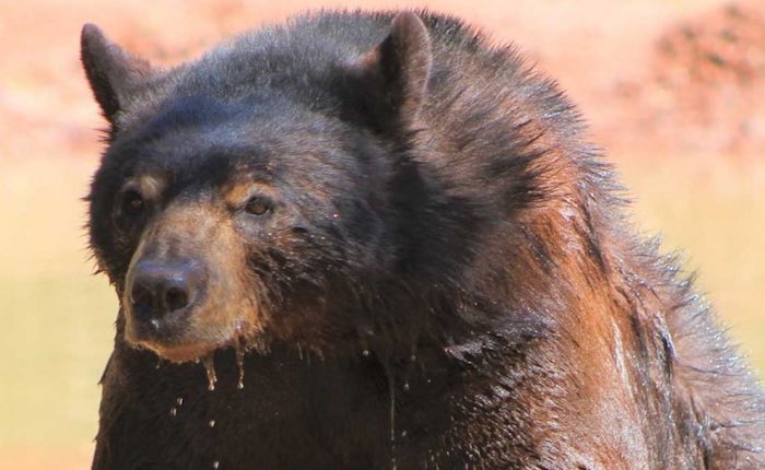 bearizona arizona black bear