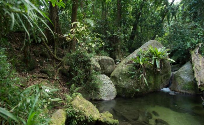 mossoman-gorge-rainforest