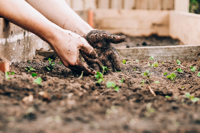 hands in the soil gardening