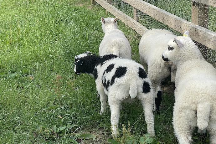 Lambs at Lost Gardens Of Heligan