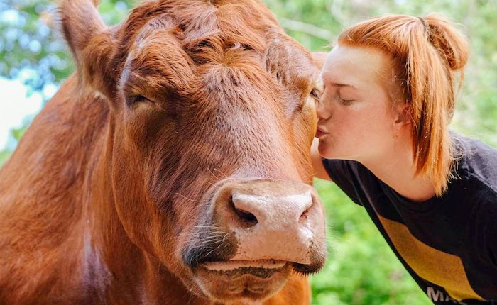 gentle barn kissing cow
