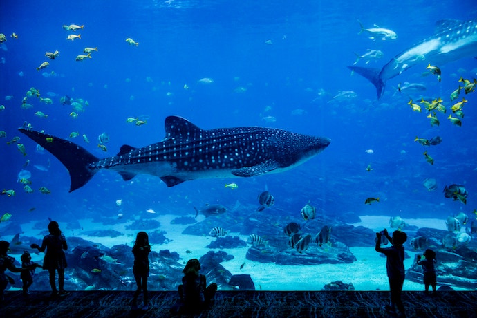 Kids are are in awe at a whale shark at an aquarium