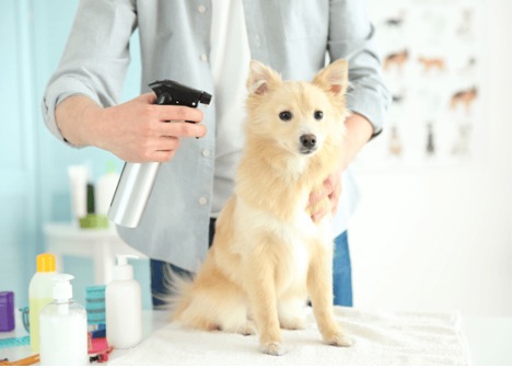 dog being groomed