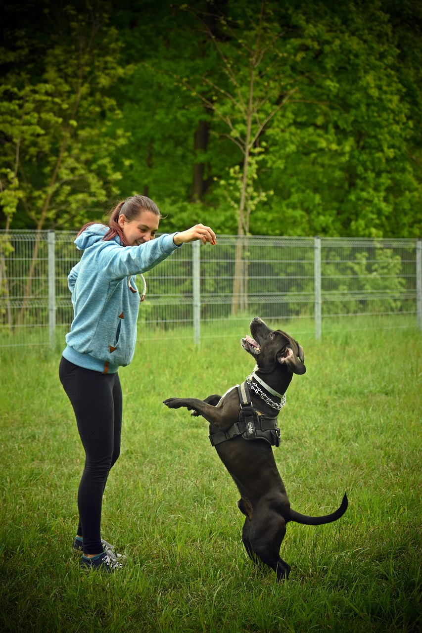 woman training dog