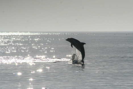 Dolphin leaps