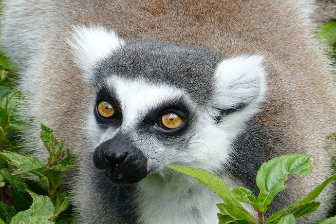 a Lemur at Zoo Miami