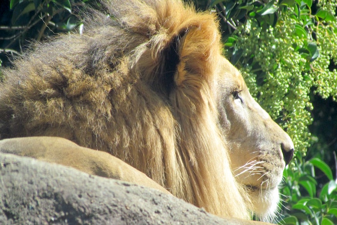 A proud lion at Zoo Atlanta