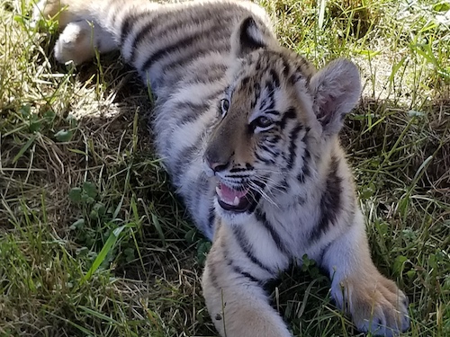 wisconsin big cat rescue donations accepted guided tours for kids