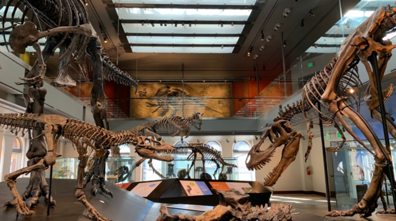 15 Fun Things to do in Los Angeles - Natural History Museum