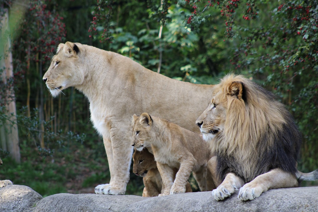 Top Fun Things for Families in Tucson