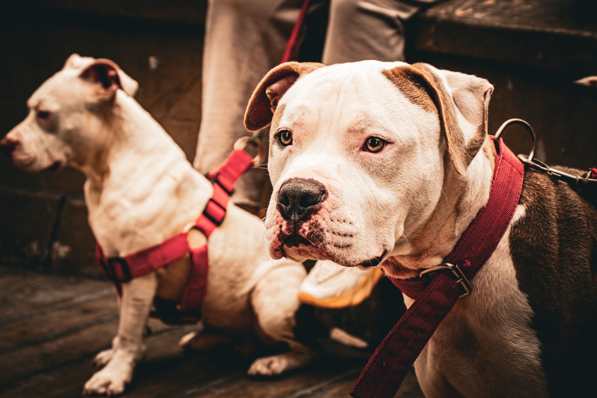 two large dogs