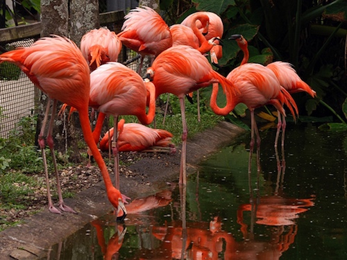 flamingo gardens botanical gardens wildlife sanctuary florida