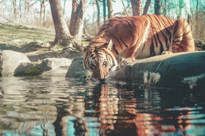 A tiger drinks water at the Bronx Zoo