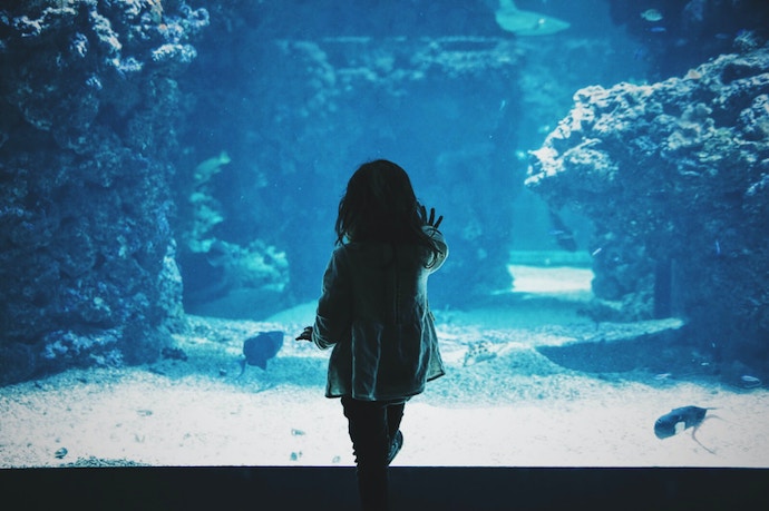a young girl stares into an aquarium