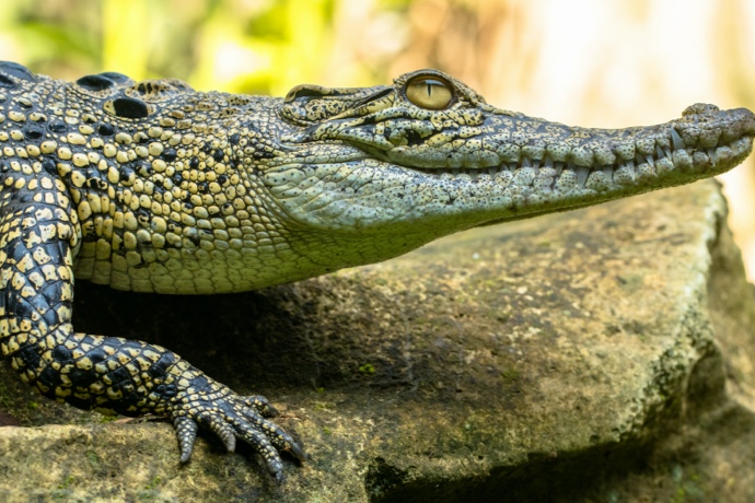 Our Top 9 Fun Things To Do With The Kids In New Orleans