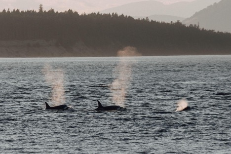 whale watching tour