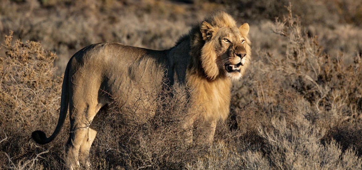 lion in wild