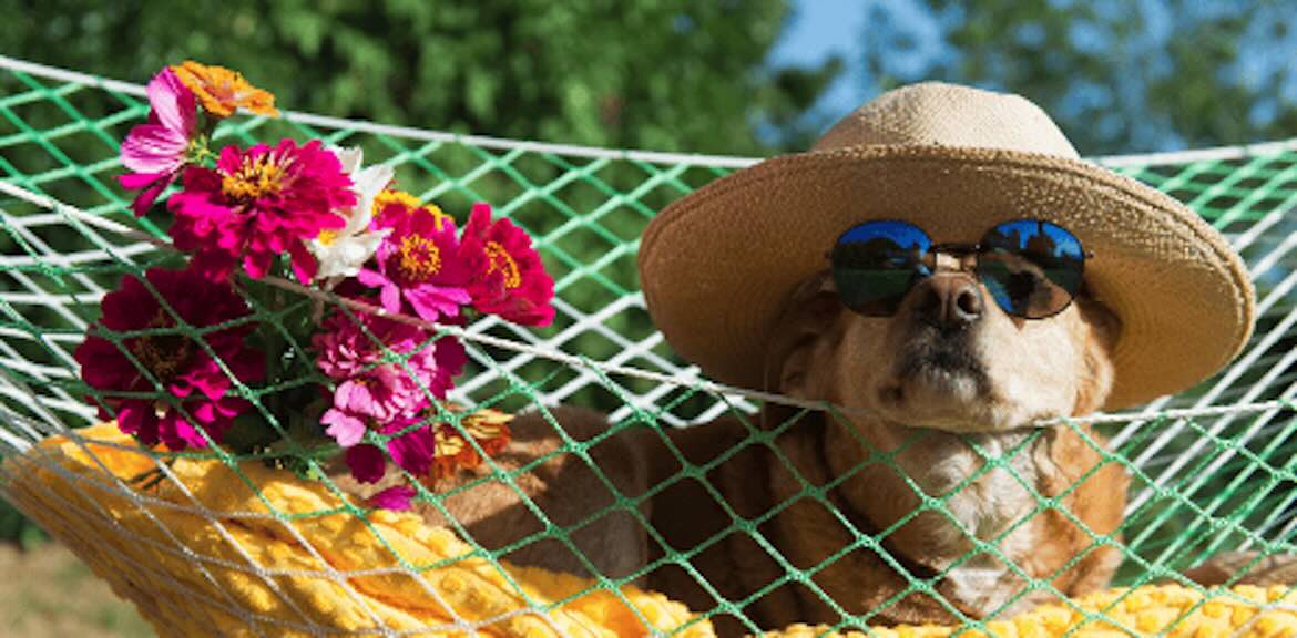 Dog enjoying a holiday