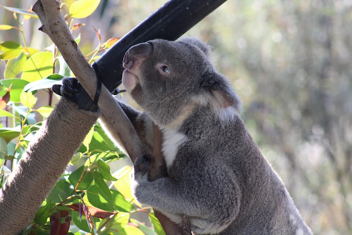 a Koala bear in a tree