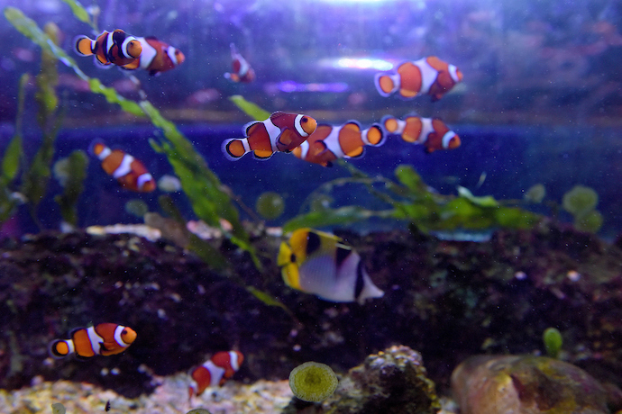 clown fish swim