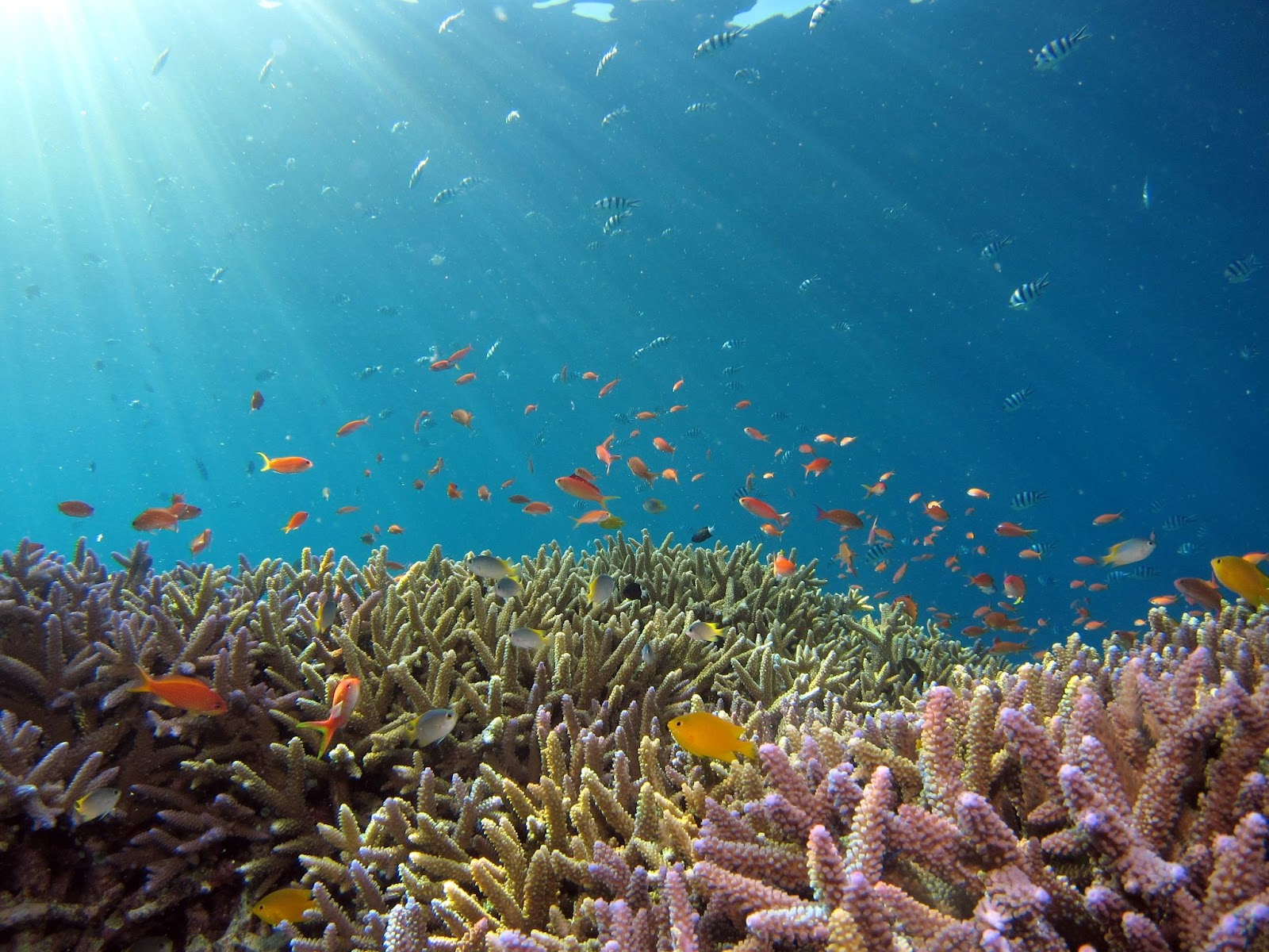 underwater view