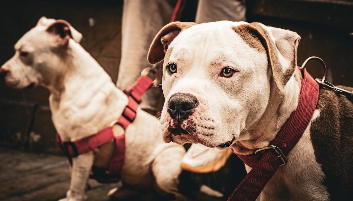 two large dogs