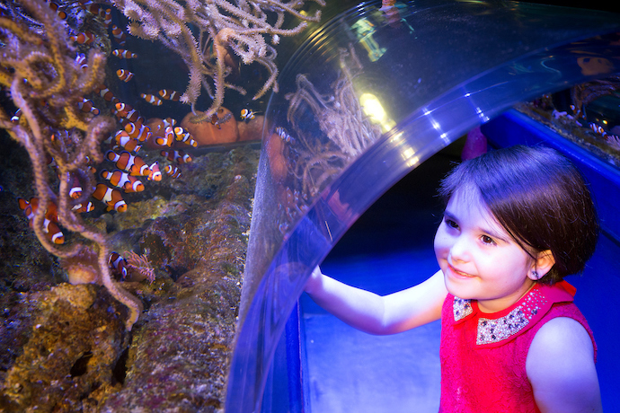 little girl looking at clown fish
