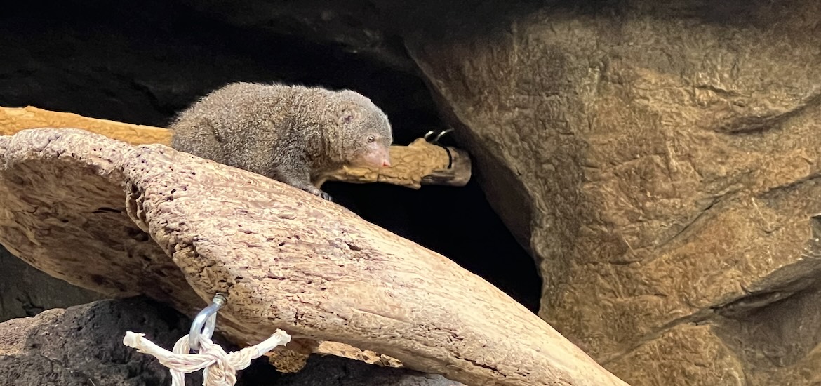 omahas henry doorly zoo small cute furry animal wildlife