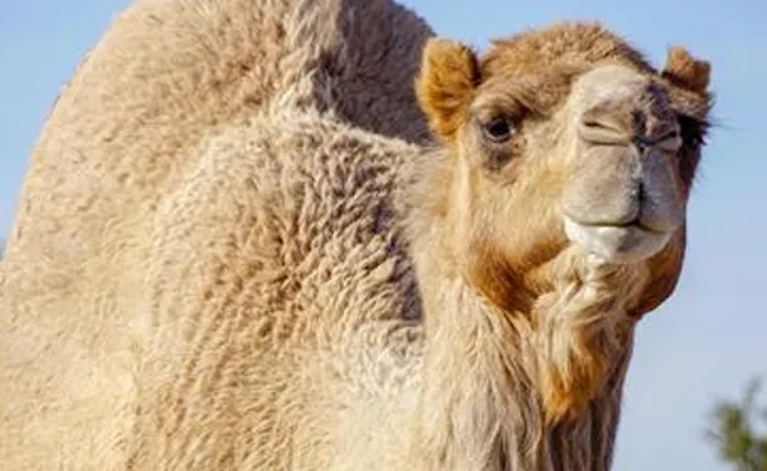 topsey ranch zoo safari camel